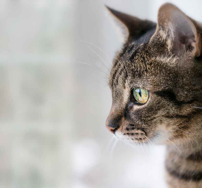 Blåbärsås kattpensionat bilder